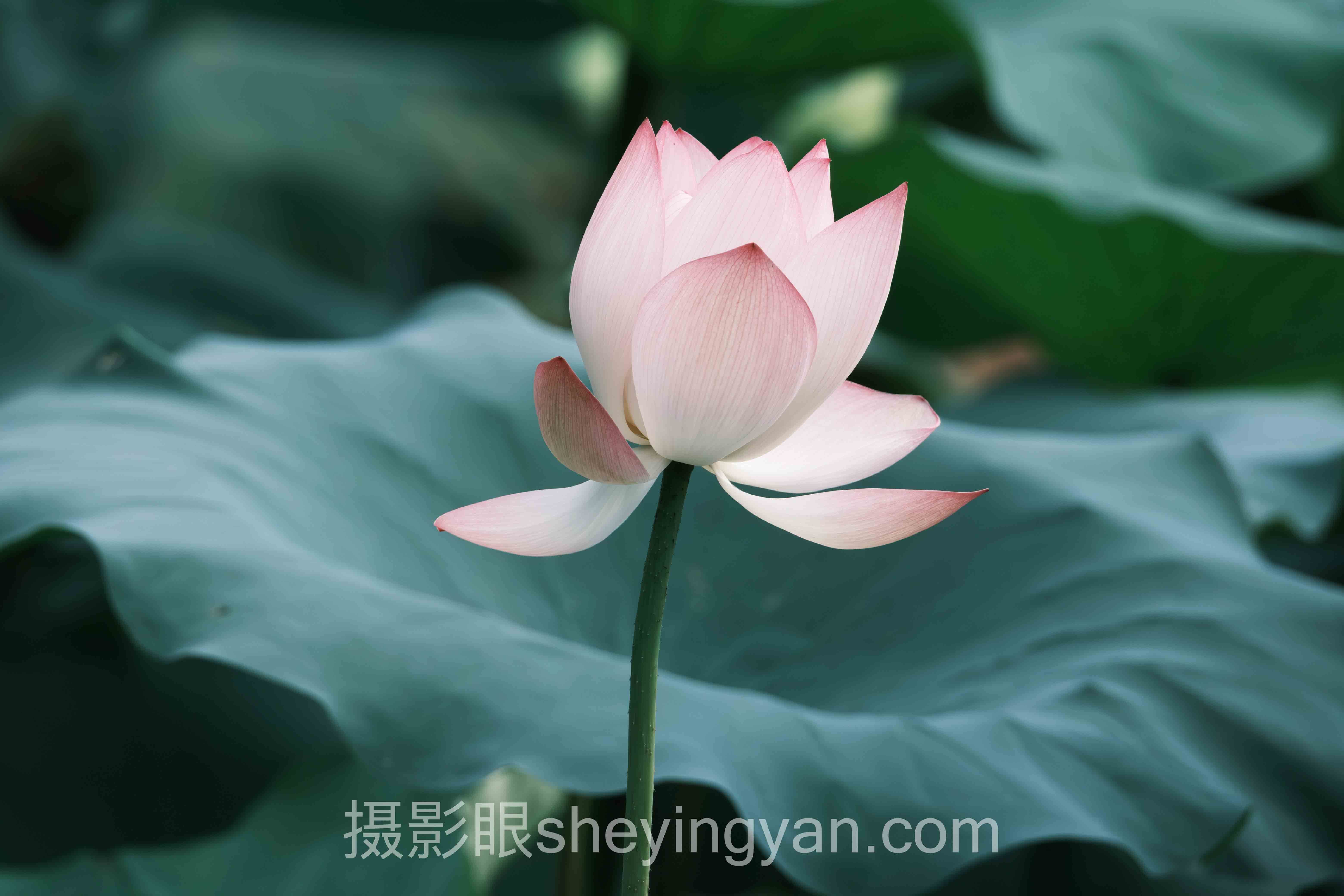 照片点评与AI照片评分深度分析：摄影自我评估的现状、挑战与未来趋势