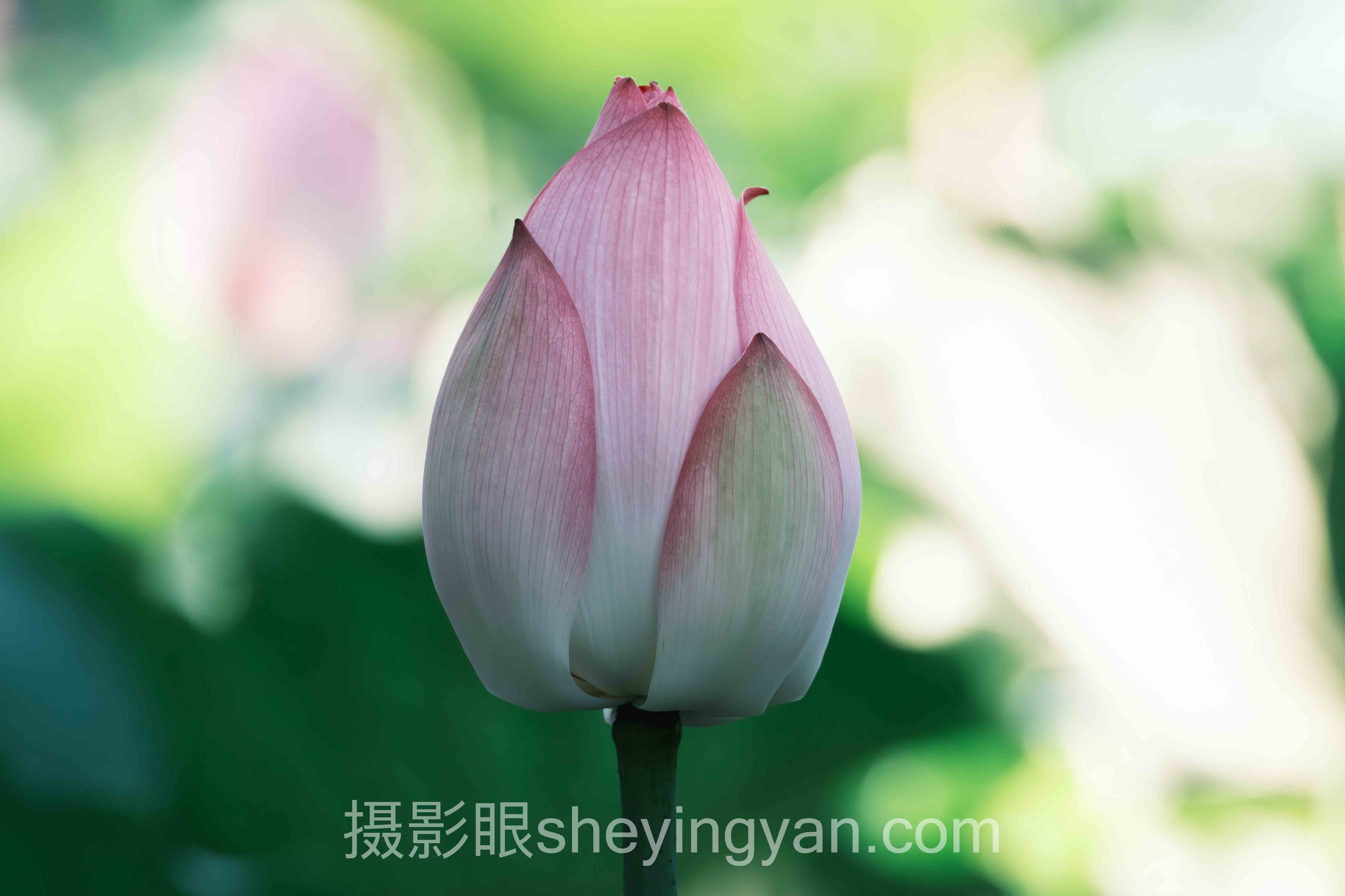 深度解析：照片评分系统软件推荐的核心问题与答案