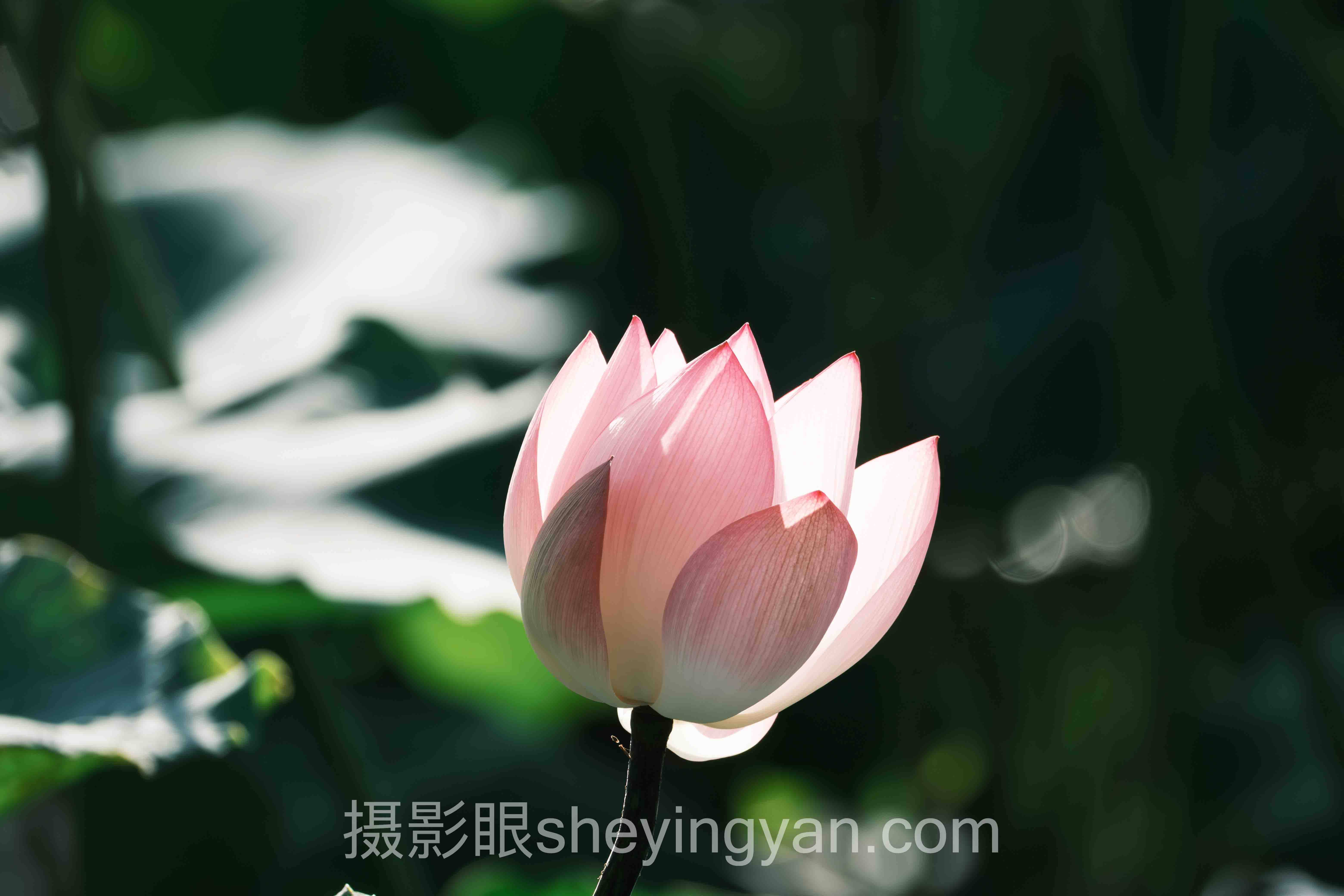 深度解析：照片评分系统软件推荐的核心问题与答案