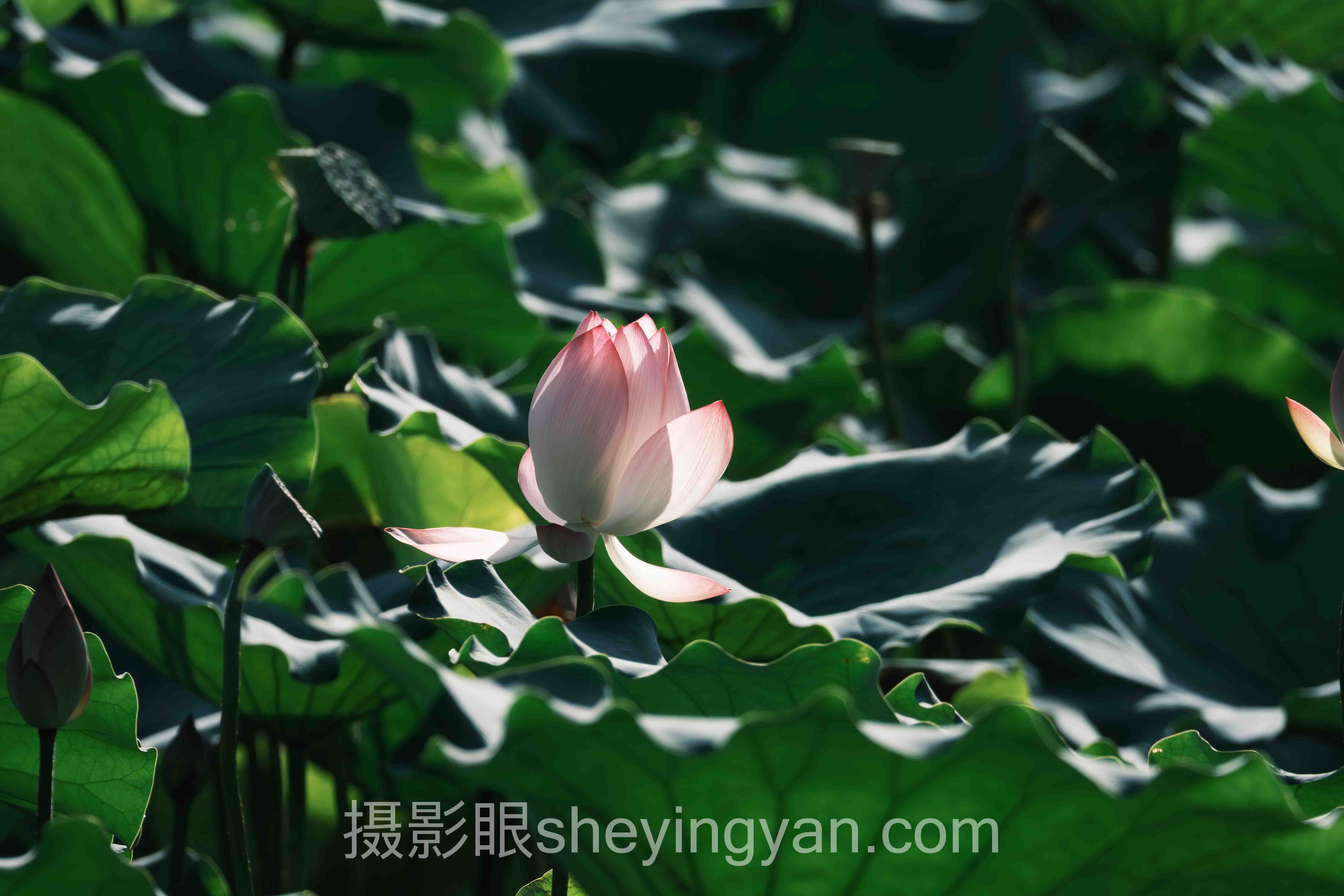 专业摄影师点评平台深度评测：5大主流选择全面解析