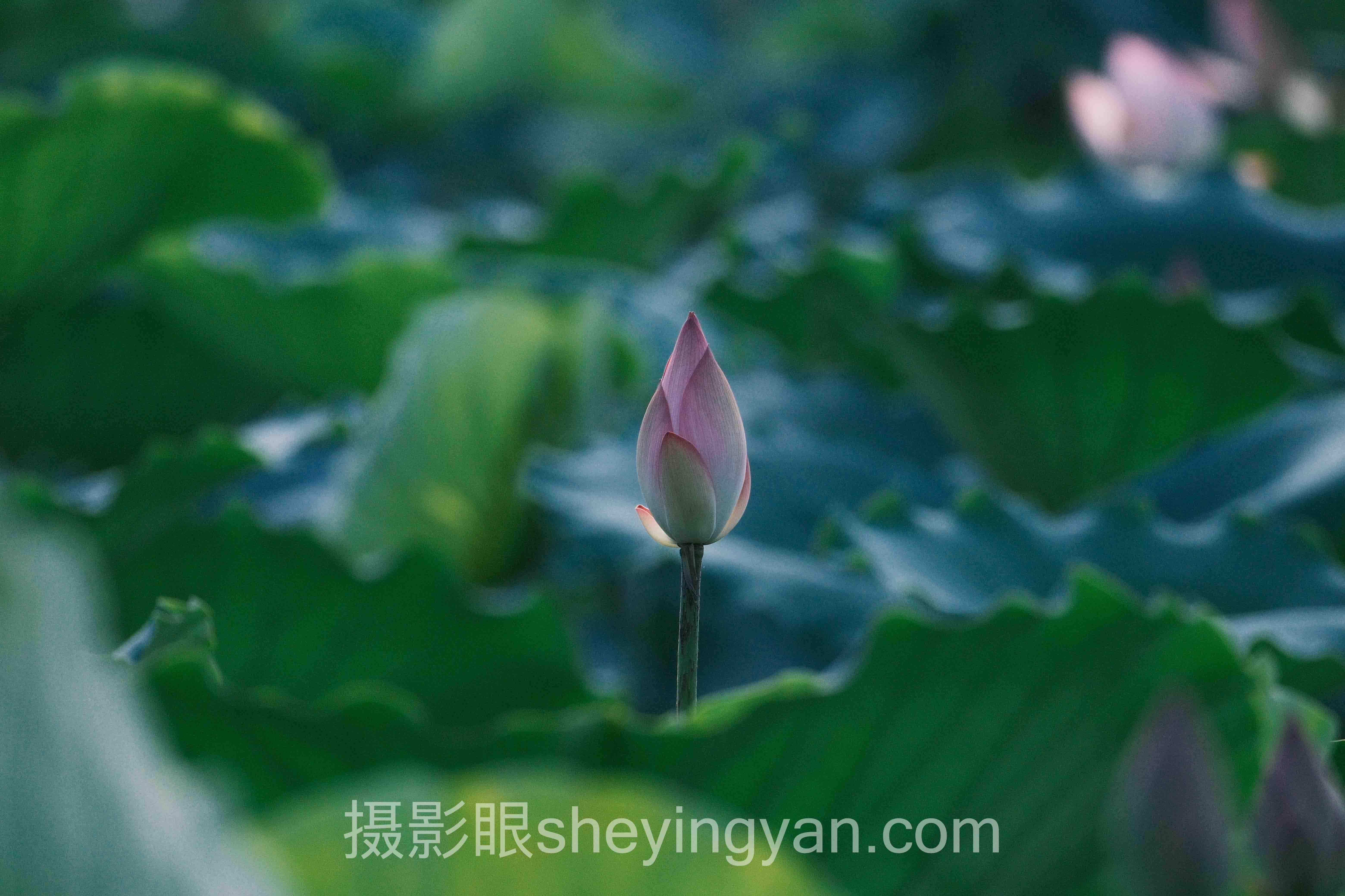 摄影眼高分榜7分相机推荐