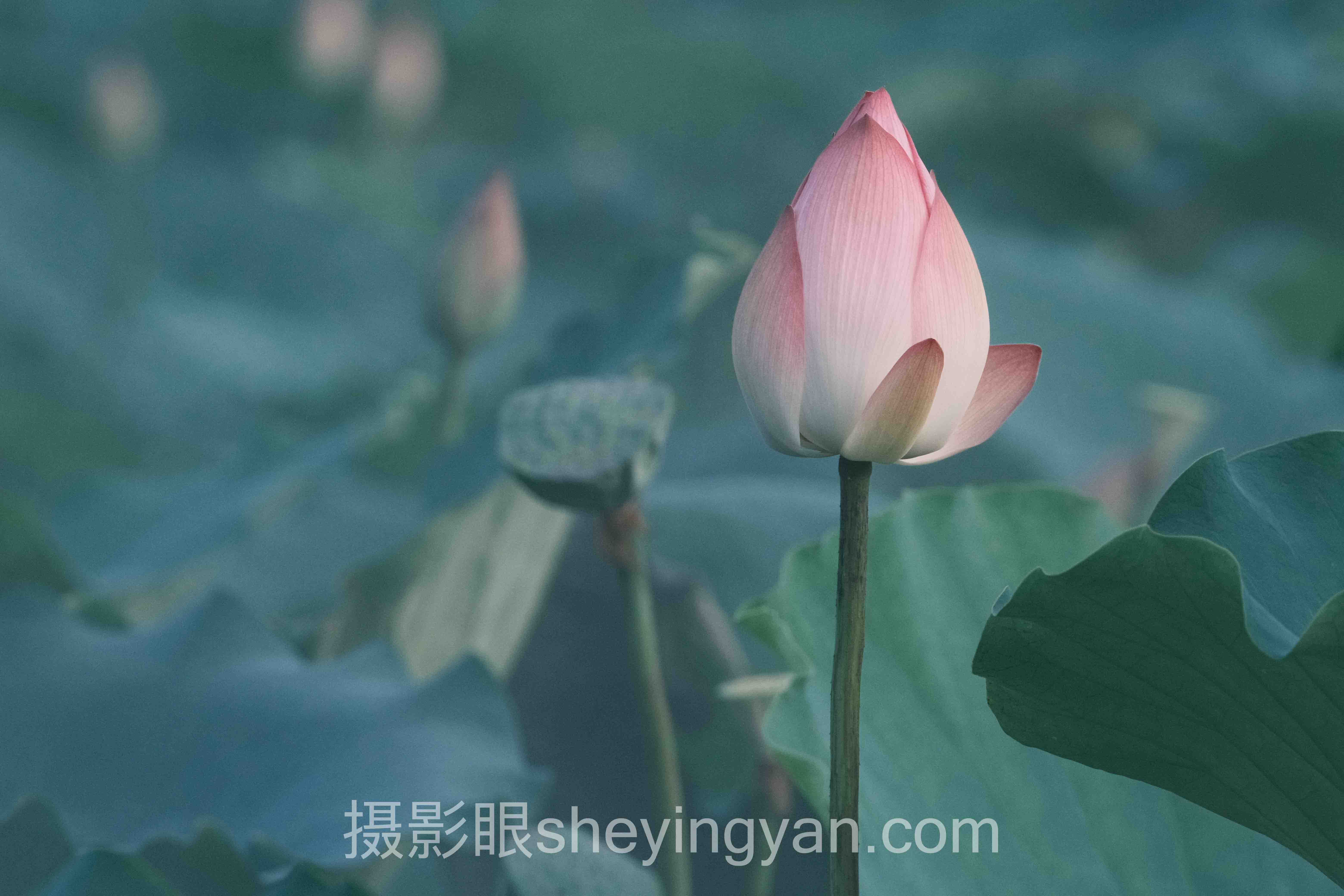 对话行业专家：摄影眼网址对比的关键洞察与前瞻