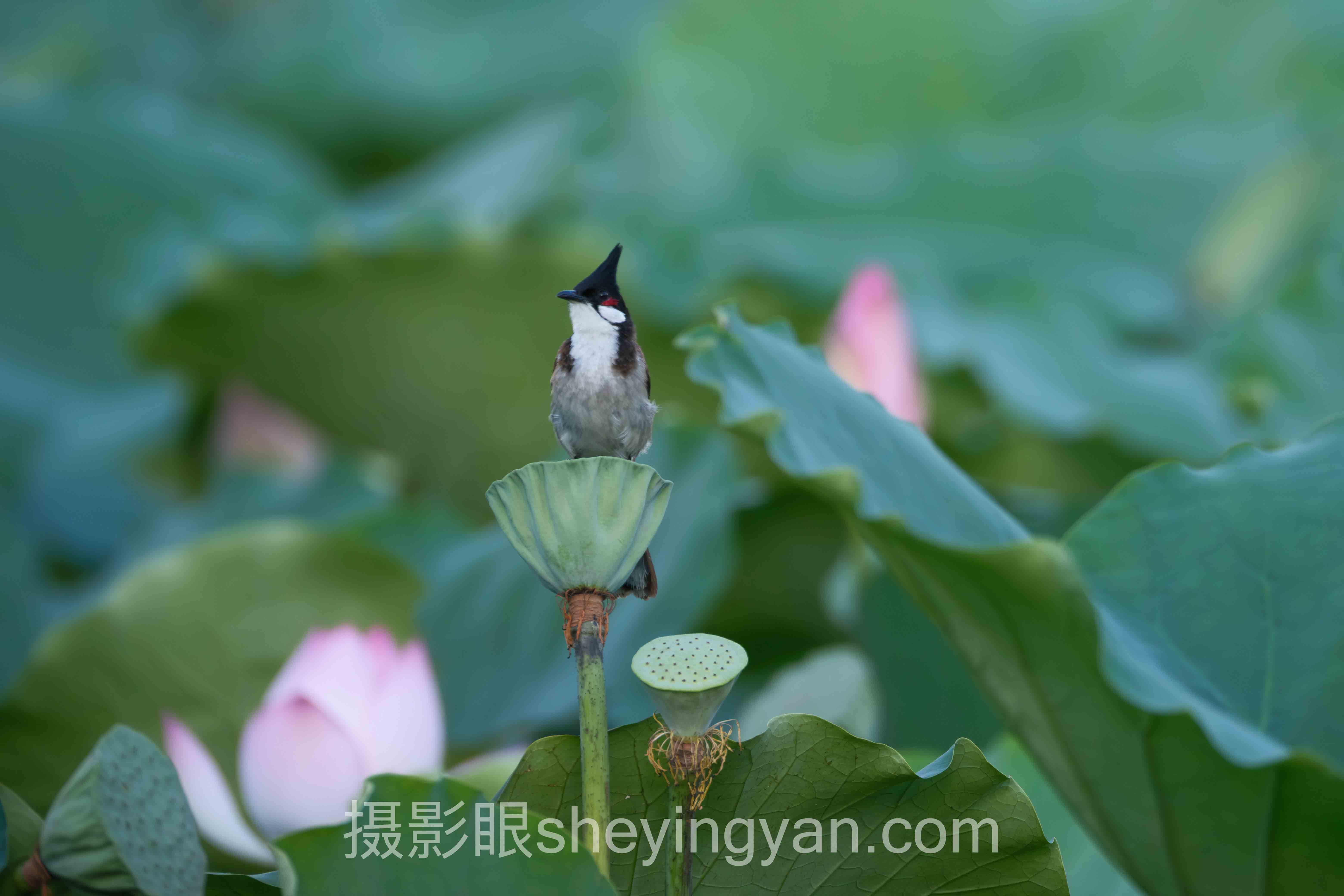 专家深度解读：签约摄影师机构的机遇与挑战