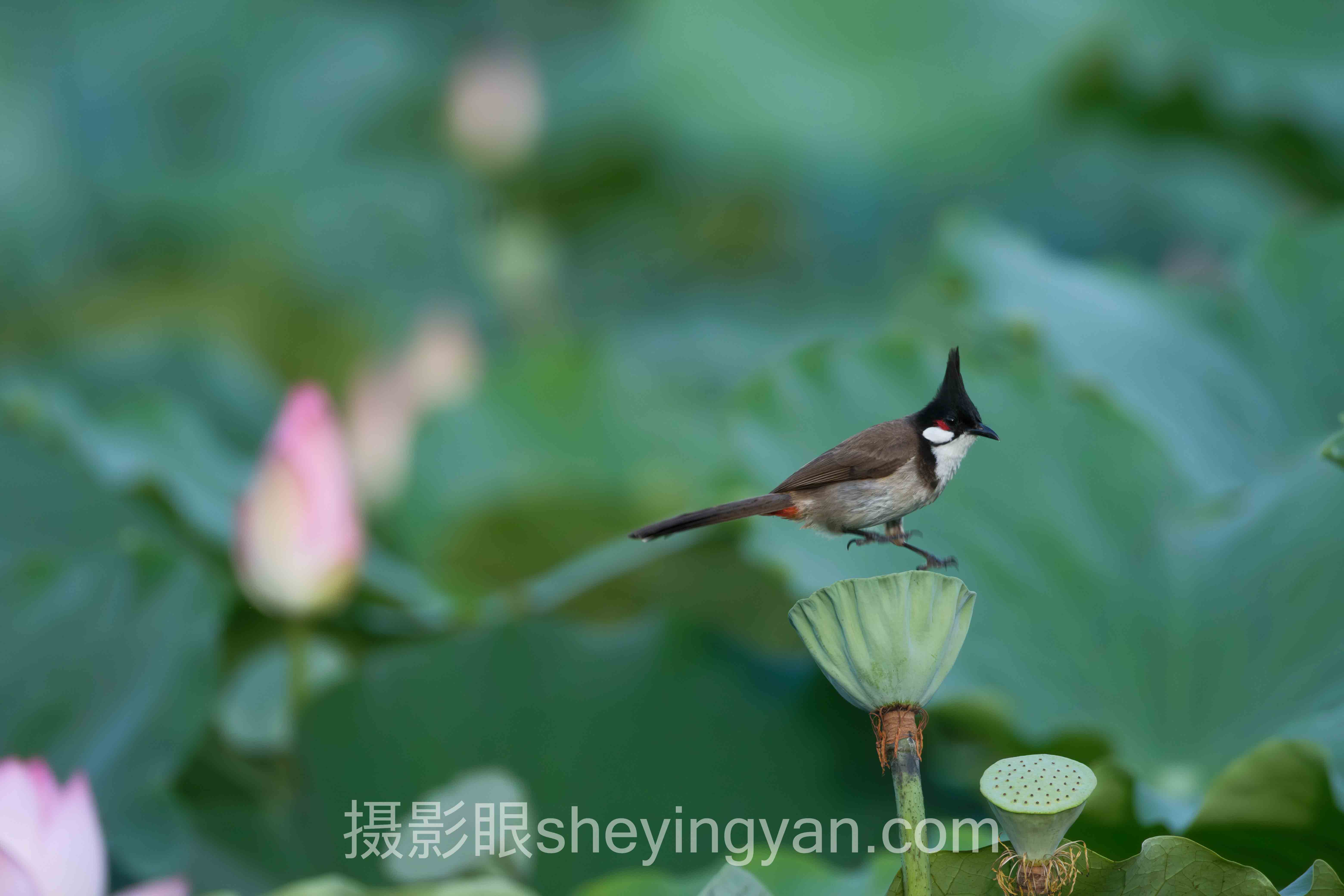 专家深度解读：照片点评与AI照片评分的机遇与挑战