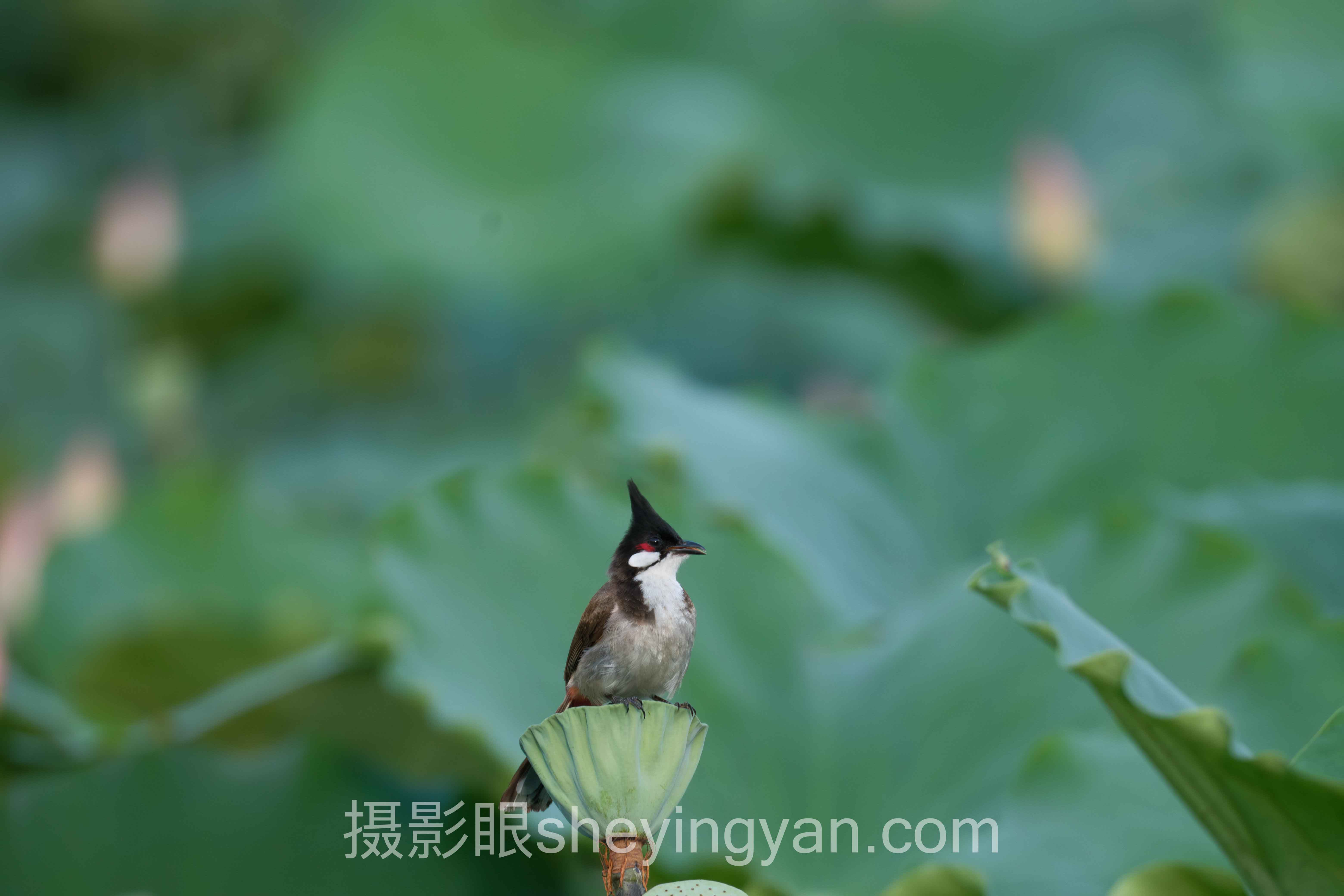 选摄影眼APP下载不踩坑:多维度对比指南