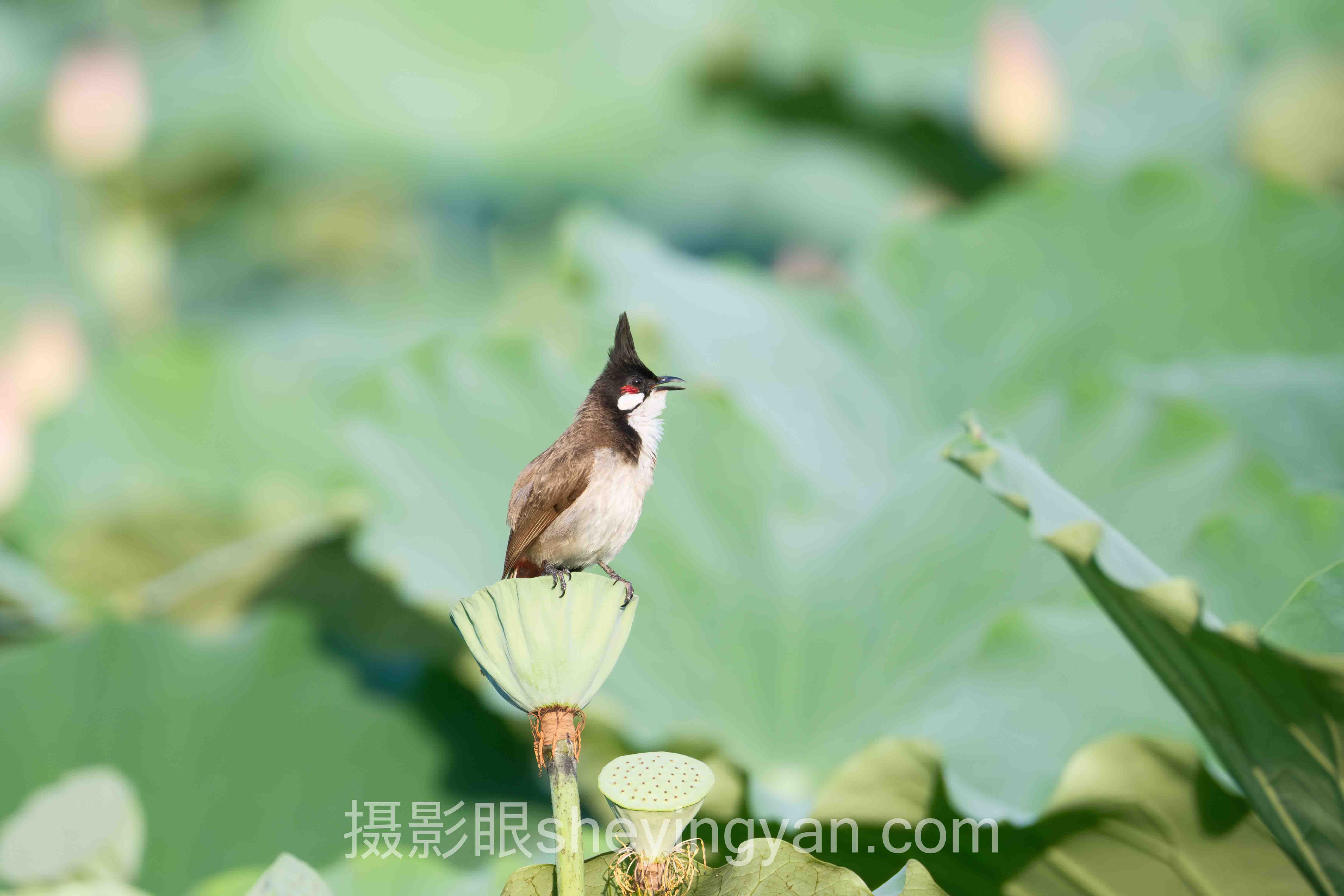 摄影眼平台民宿摄影