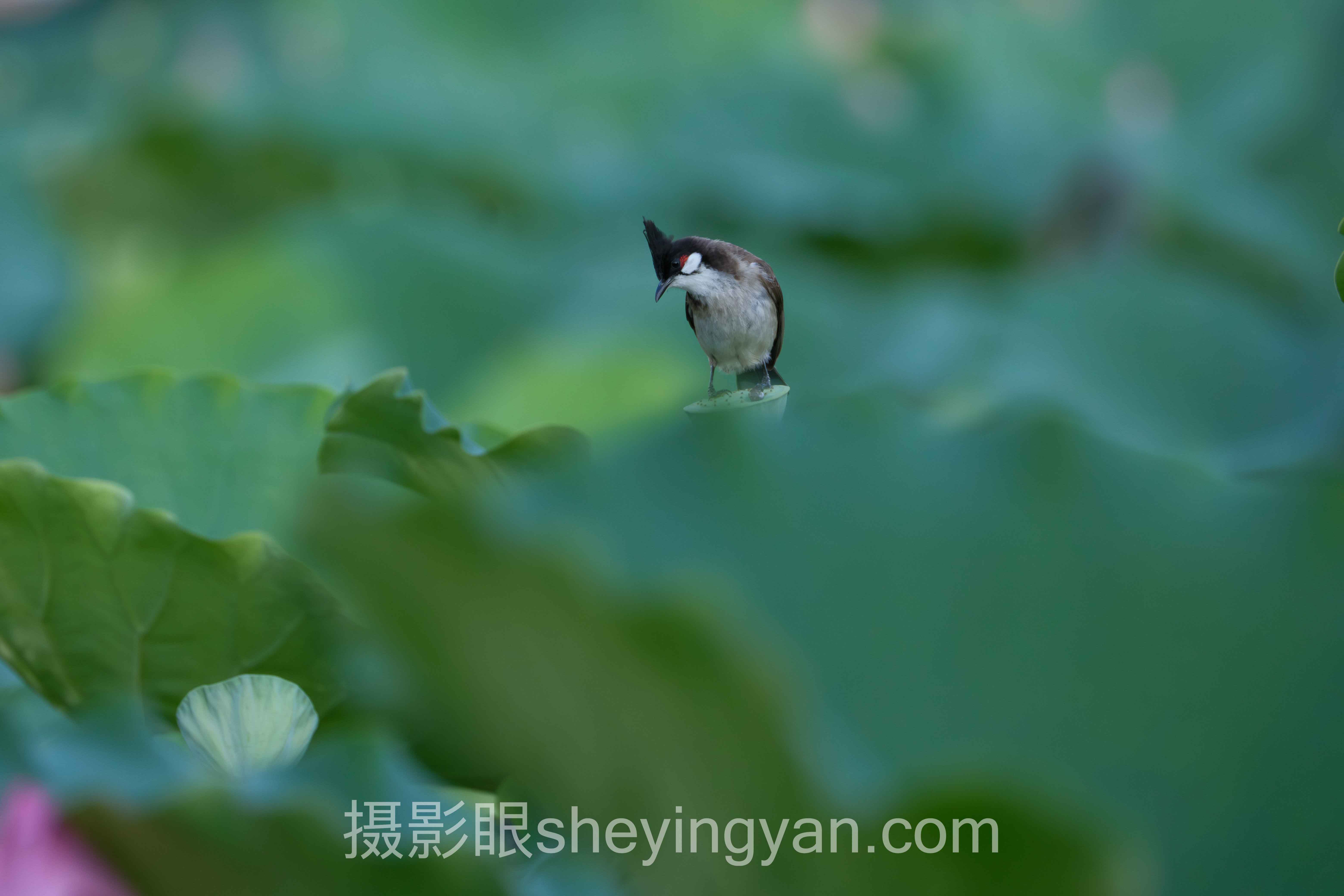 专家深度解读：视觉中国签约审核多久的机遇与挑战