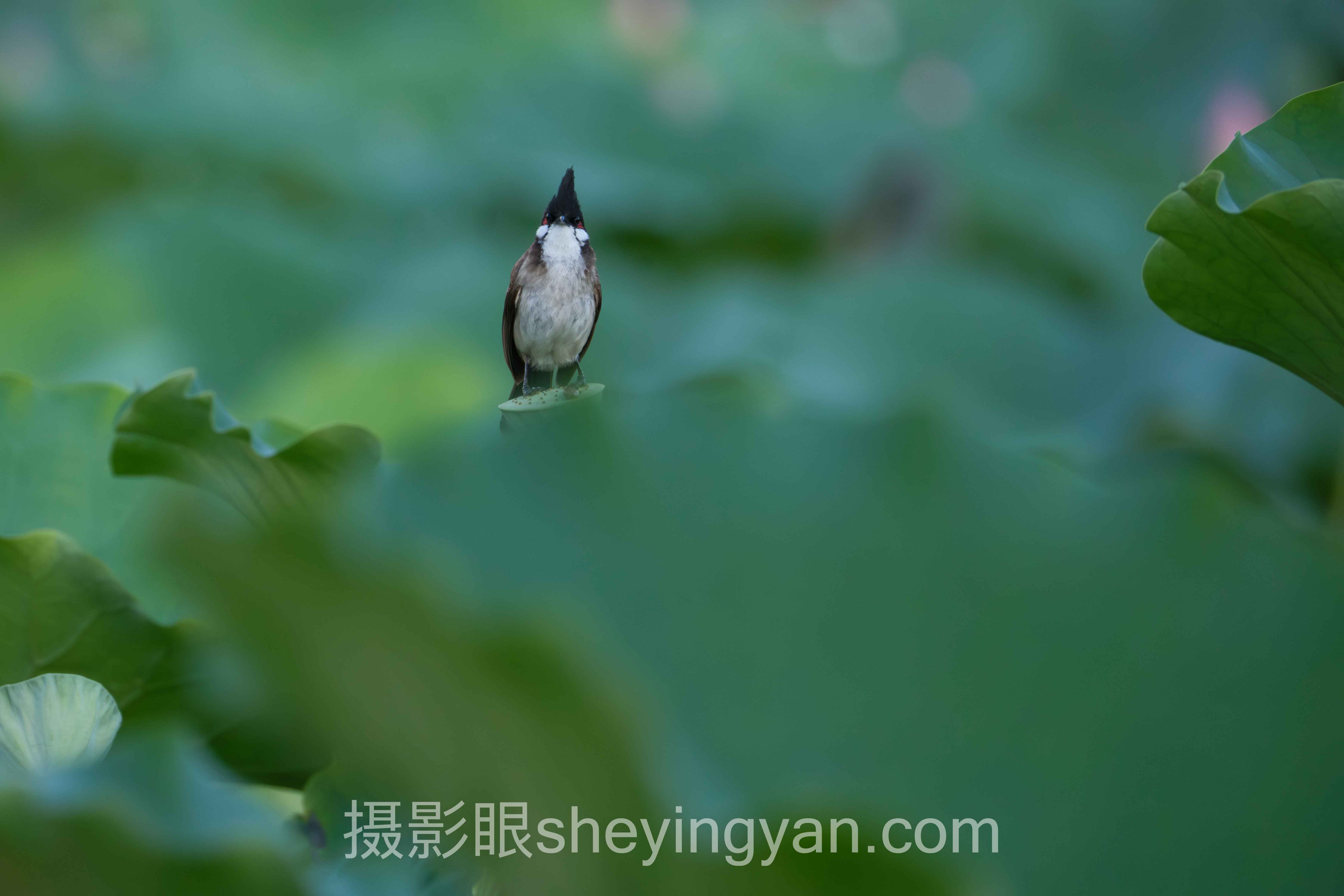 对角线构图实例数据全景：7组数据揭示真相