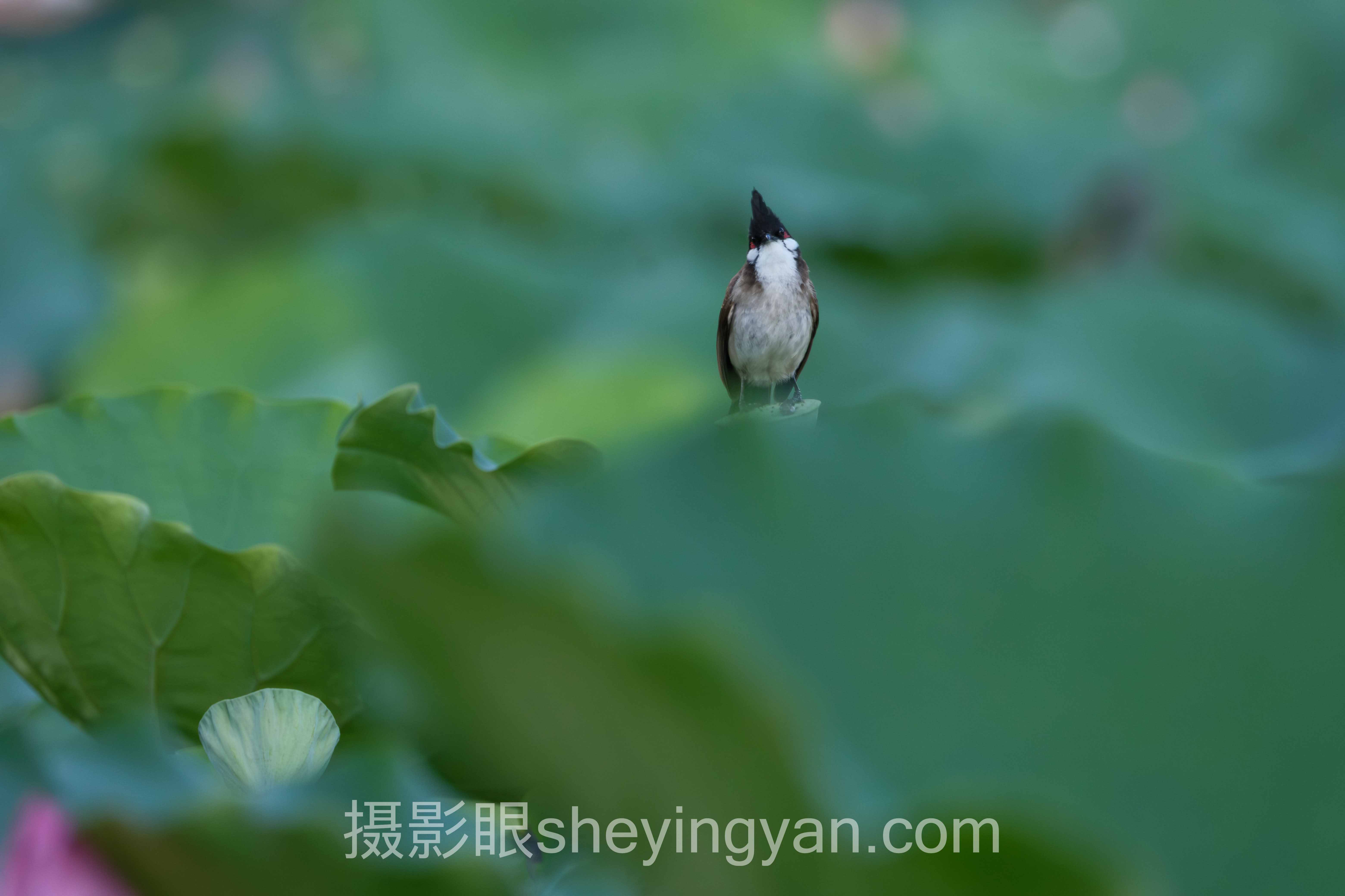 数据说话:AI照片评分与照片点评企业服务的最新发展现状