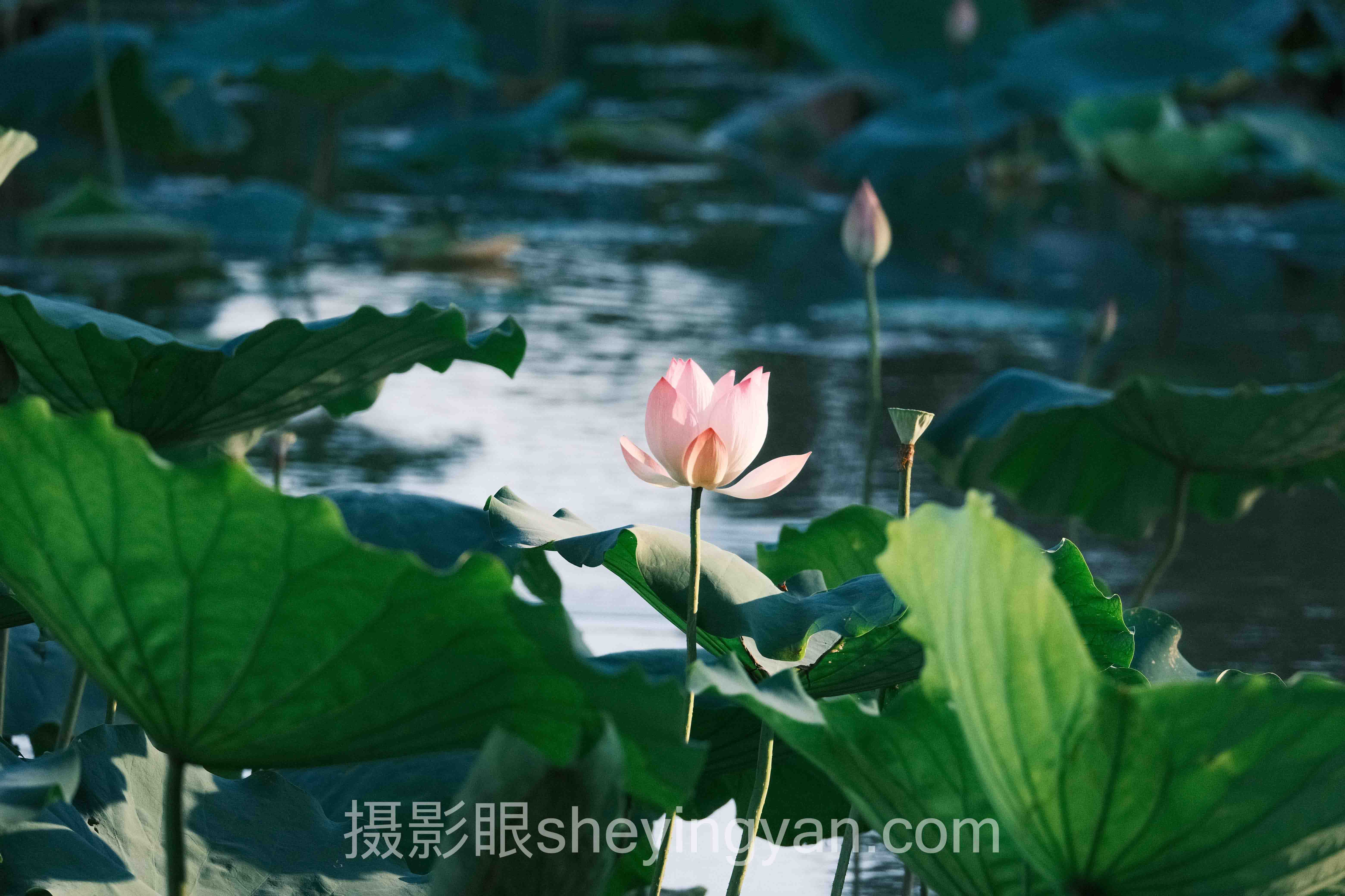 免费摄影点评网站推荐