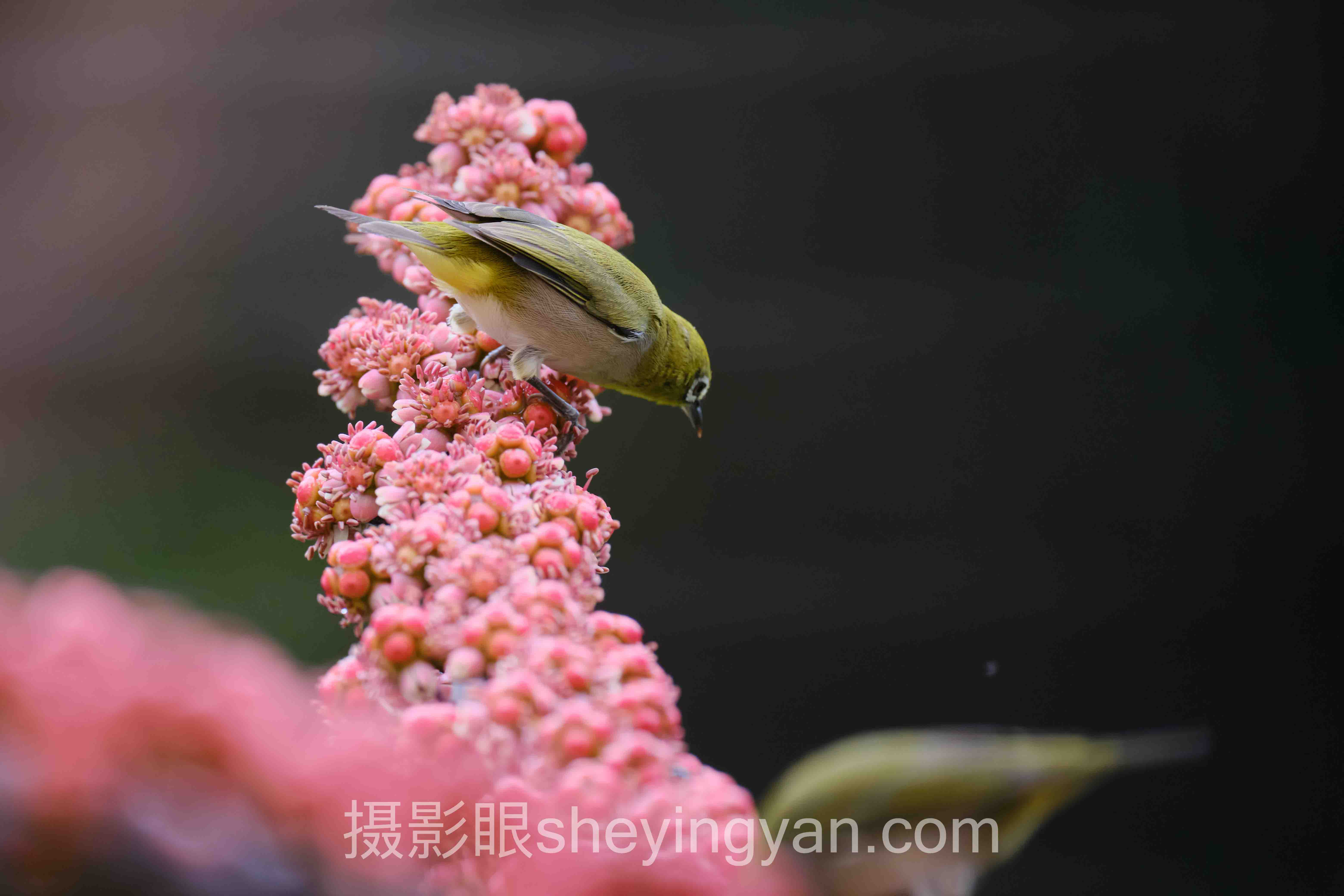 摄影眼官方网站客服电话查询指南:从号码验证到人工直达的实操路径