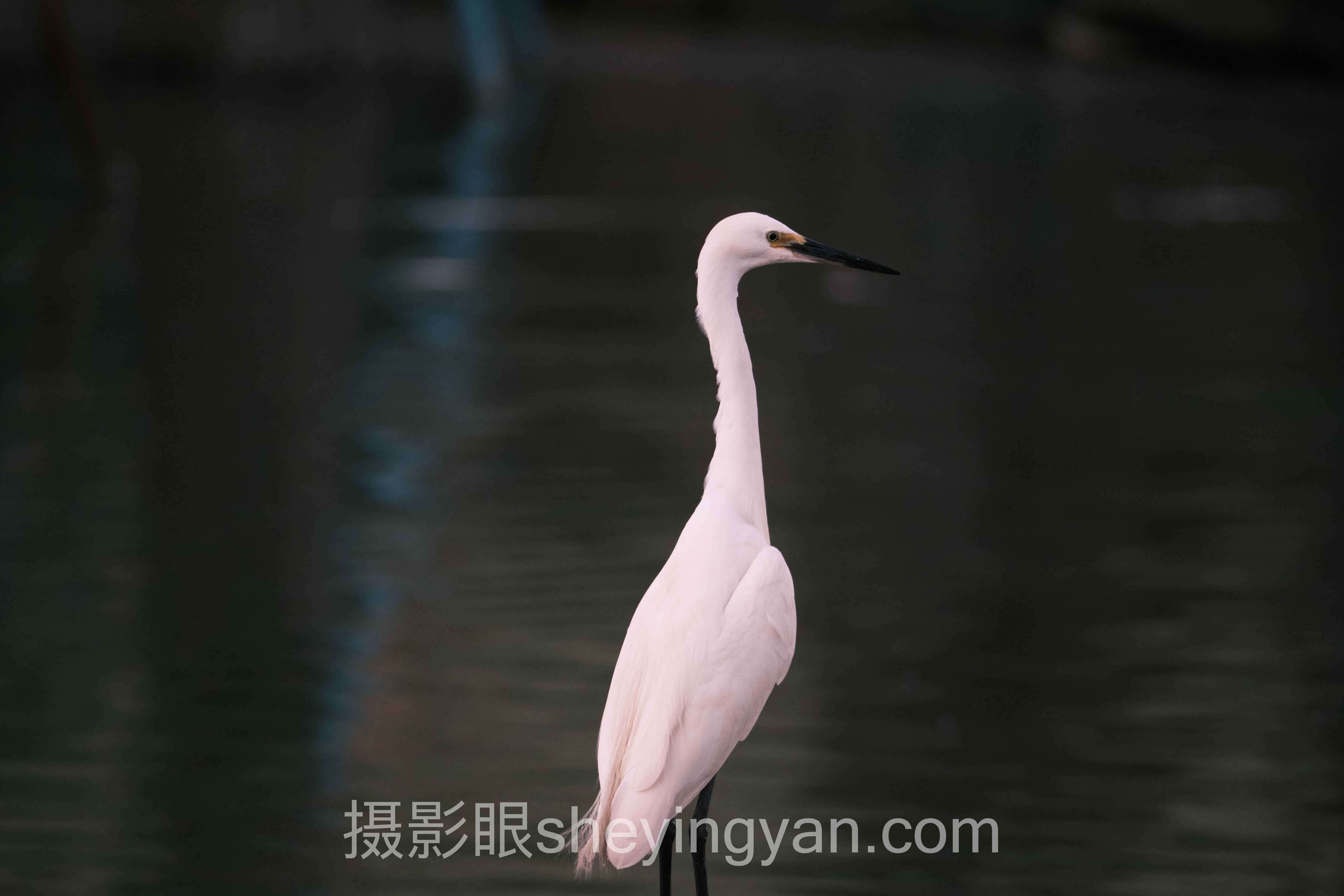 摄影眼官方网站客服电话查询指南:从号码验证到人工直达的实操路径