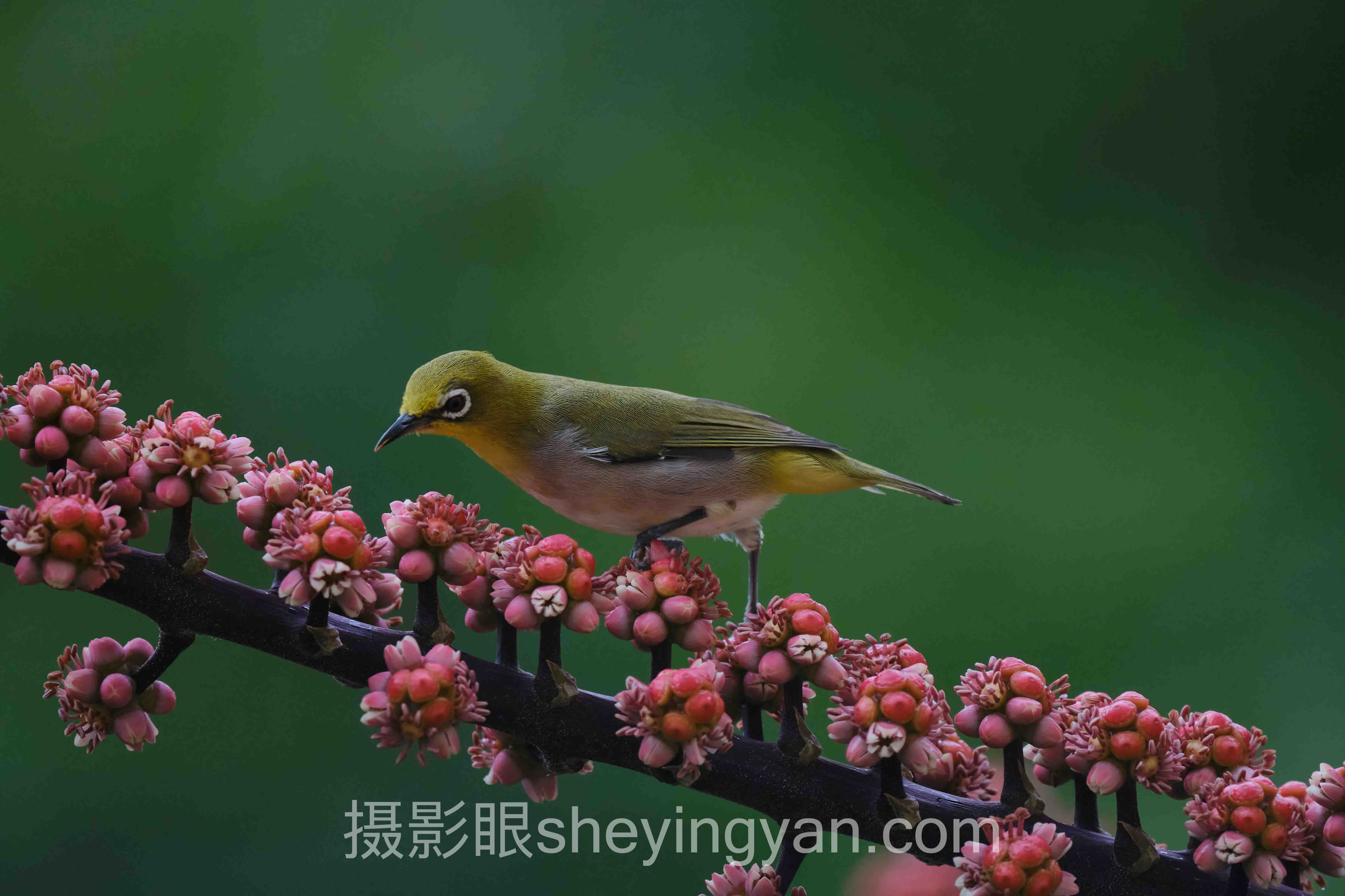 照片点评行业数据全景：6组数据揭示真相