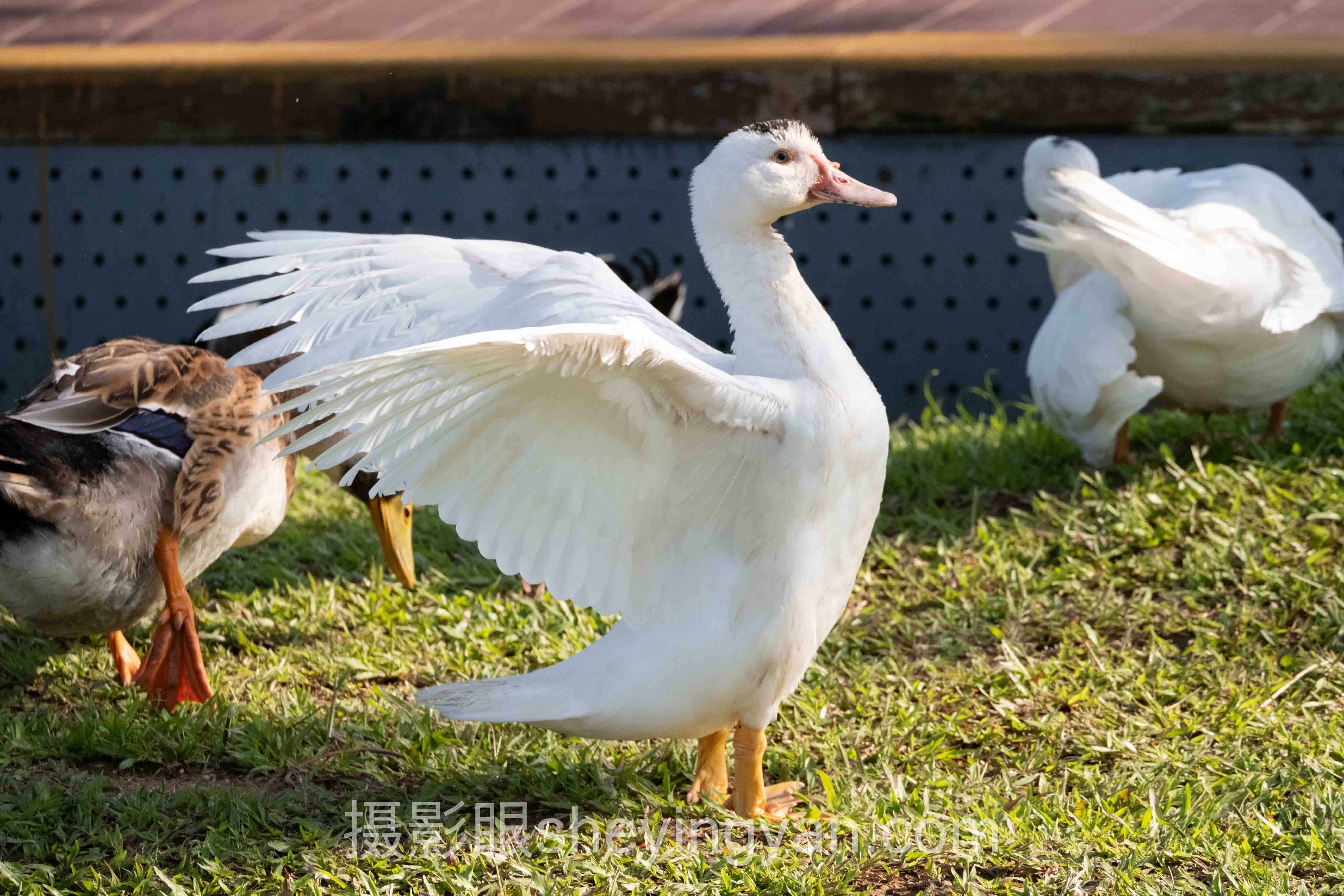 照片出片率翻倍技巧全景解读：问题根源与破局之道