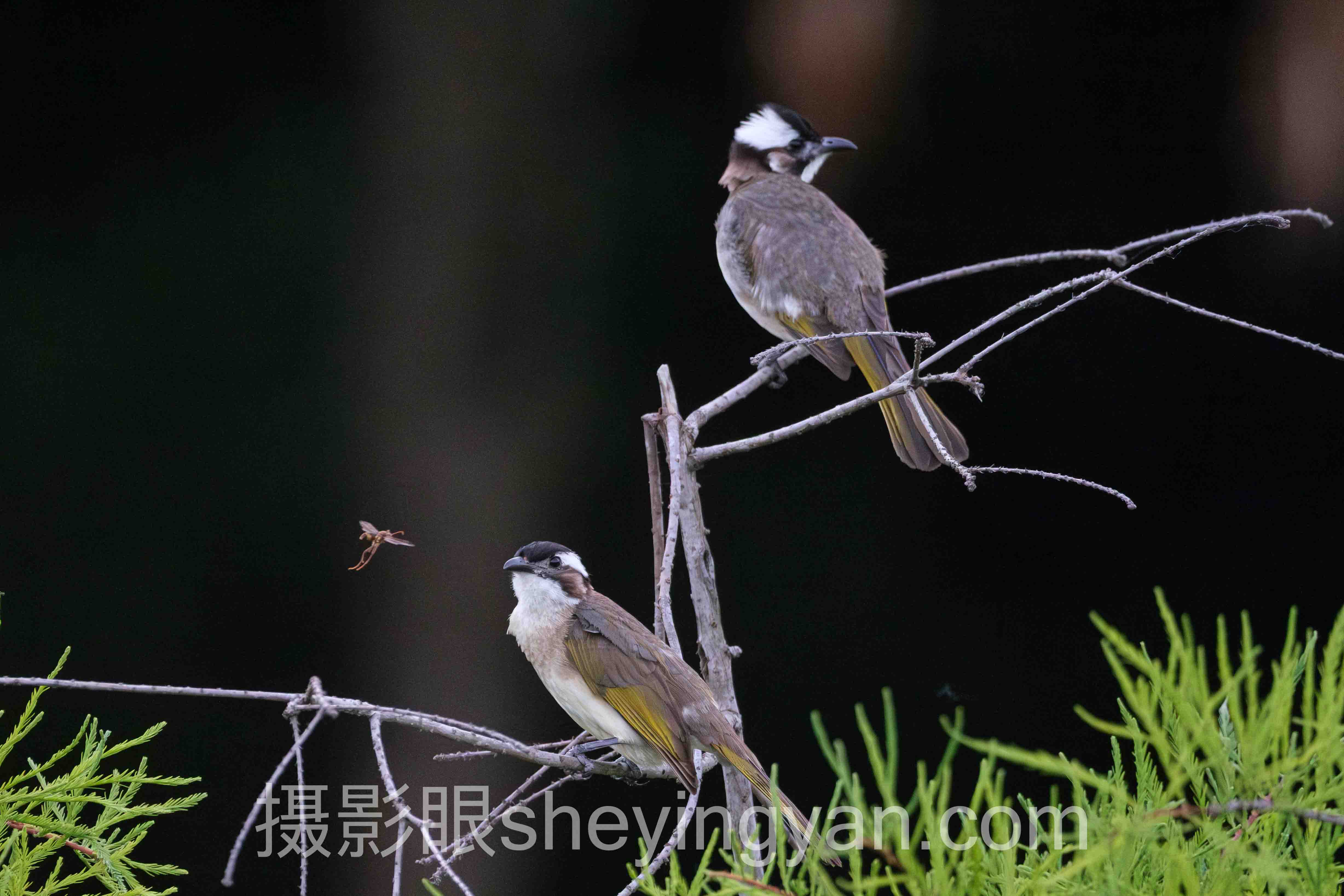 摄影眼平台500px对比