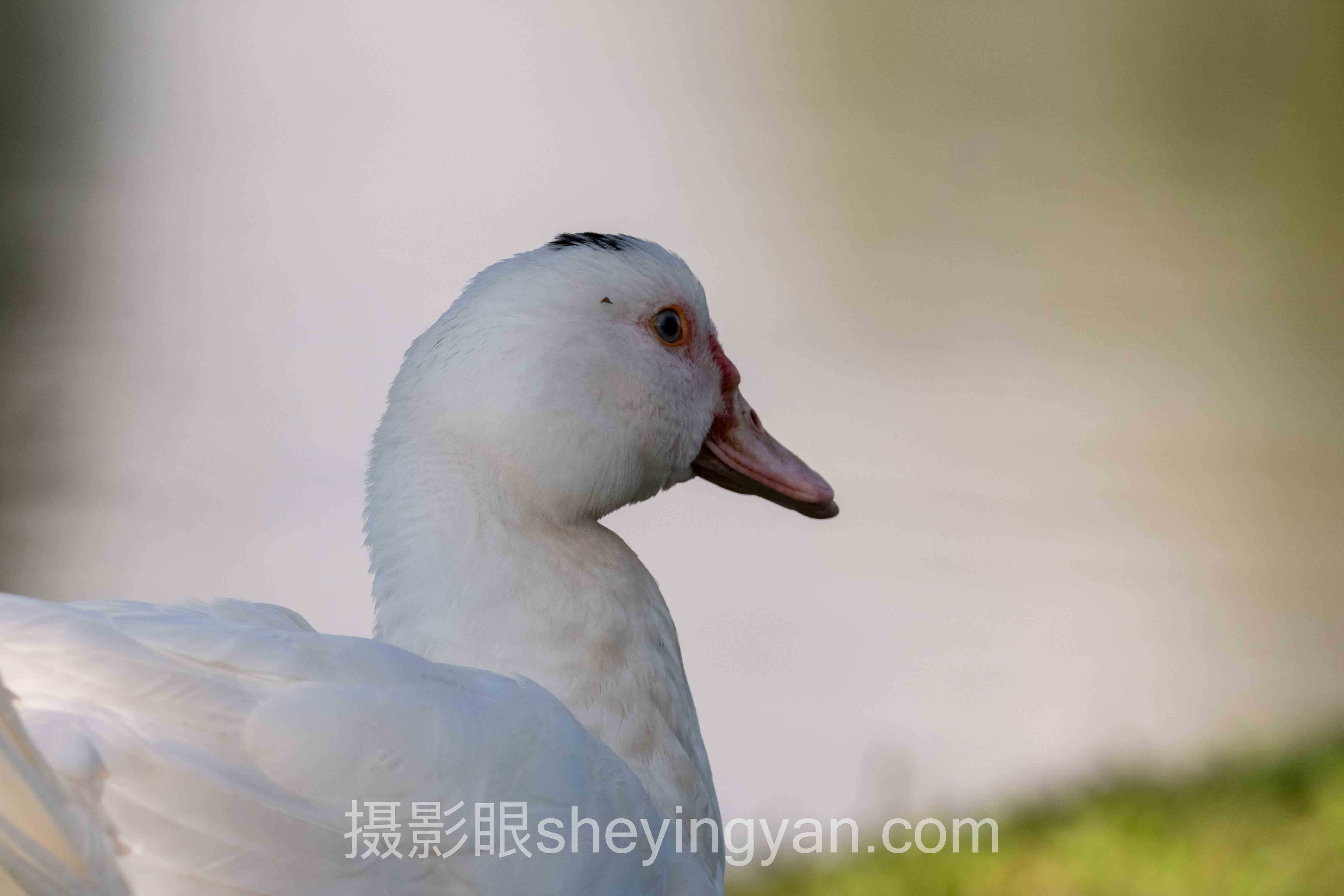 提升摄影眼训练方法行业数据全景:6组数据揭示真相