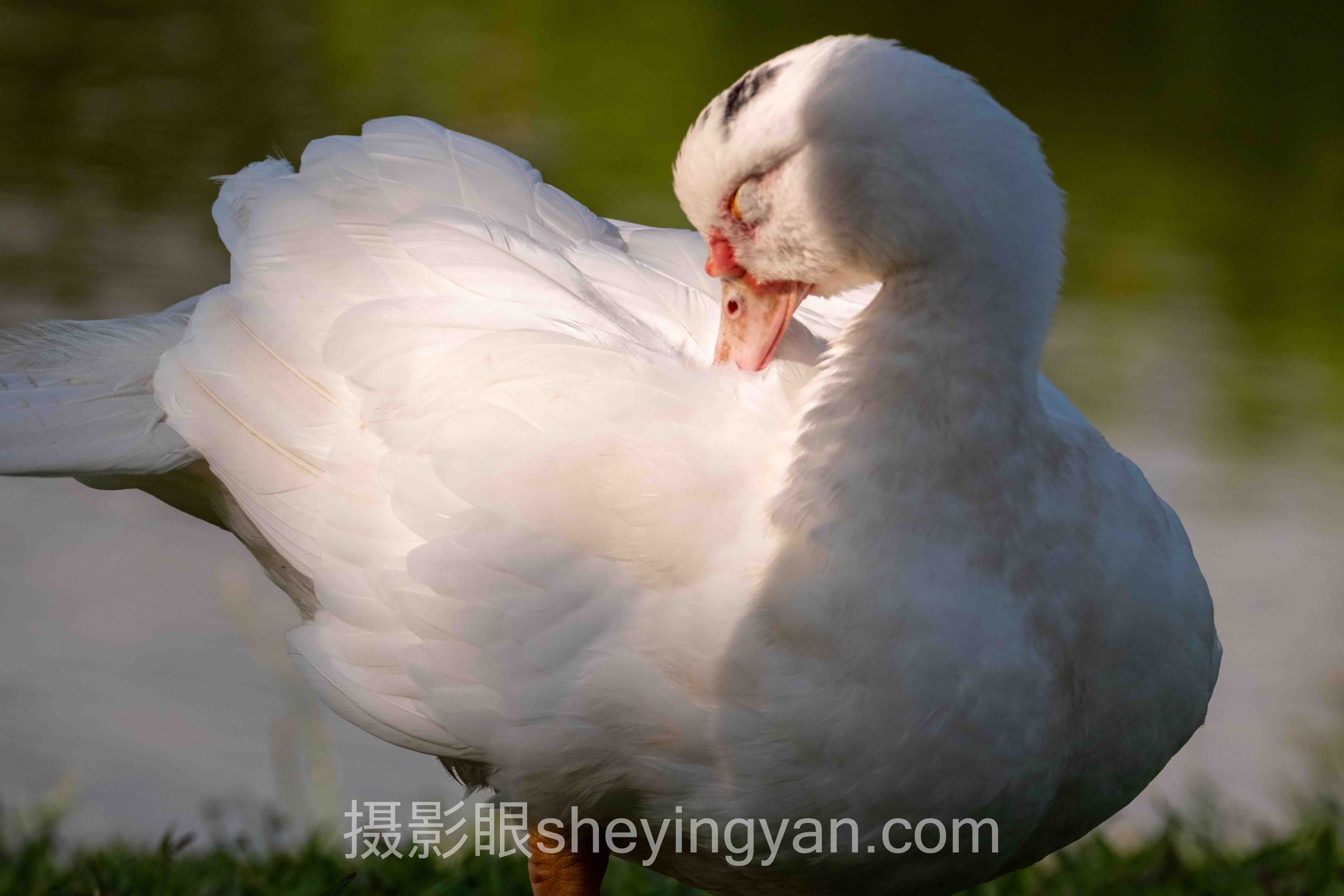 摄影眼APP官网入口安全验证完整指南：从入门到精通的5个步骤