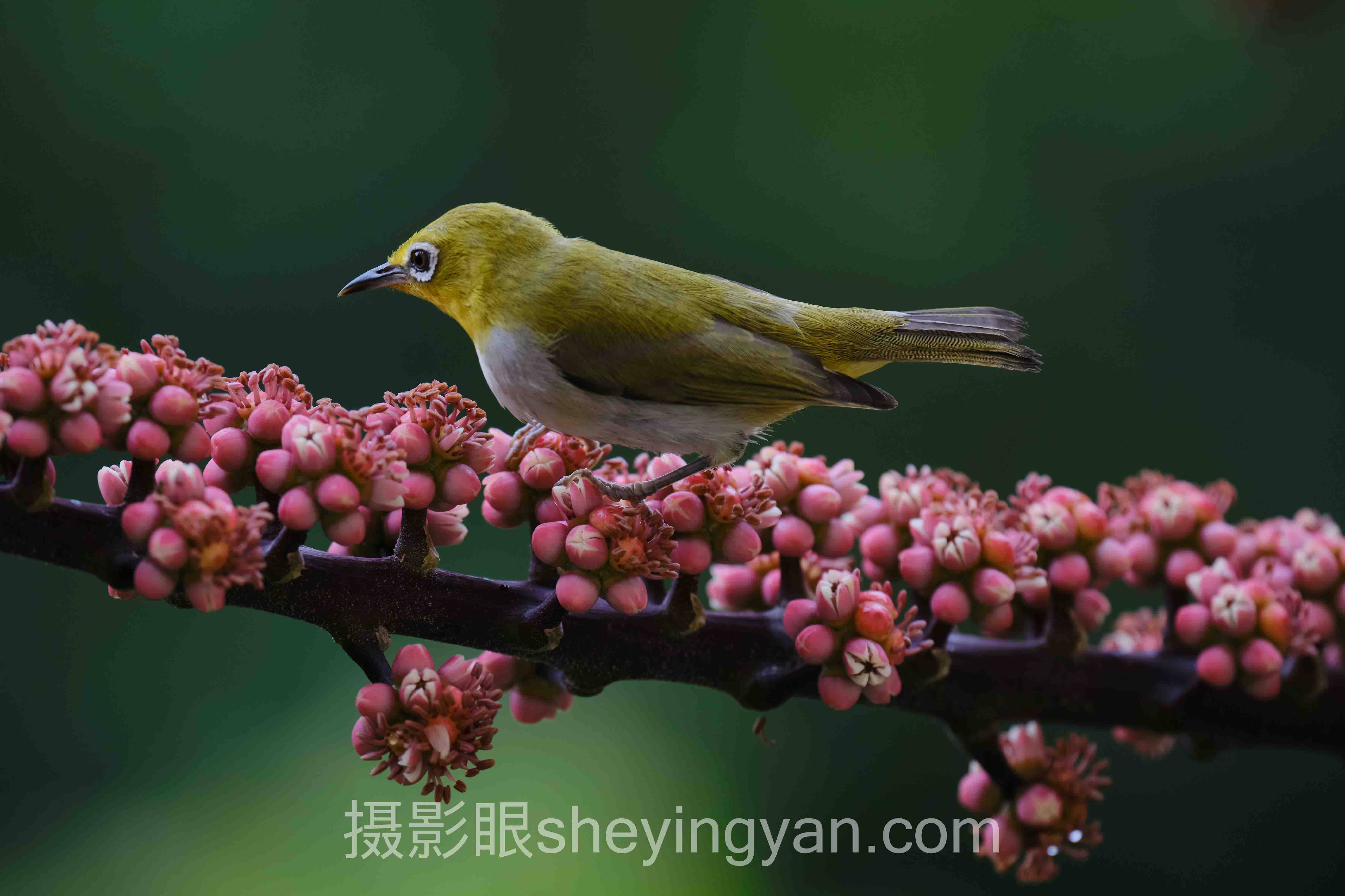 选照片点评平台不踩坑:5大维度深度对比指南