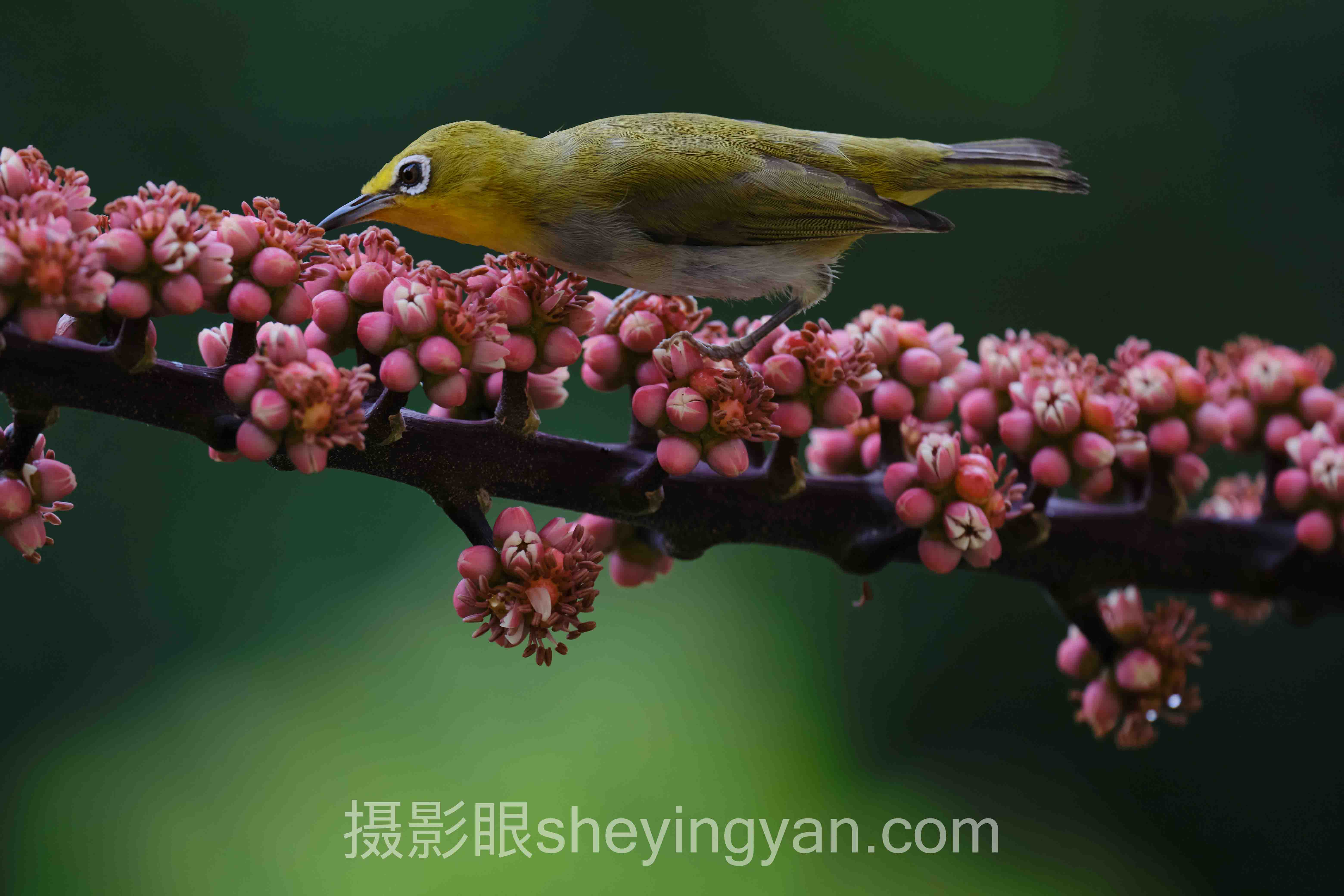 选照片点评平台不踩坑：5维度对比指南